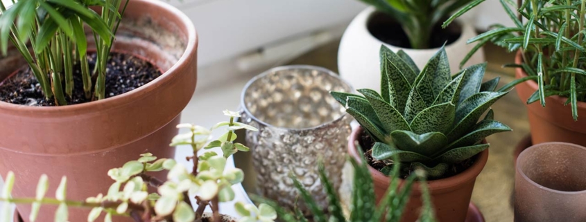 Houseplants on windowsill in real room interior close-up